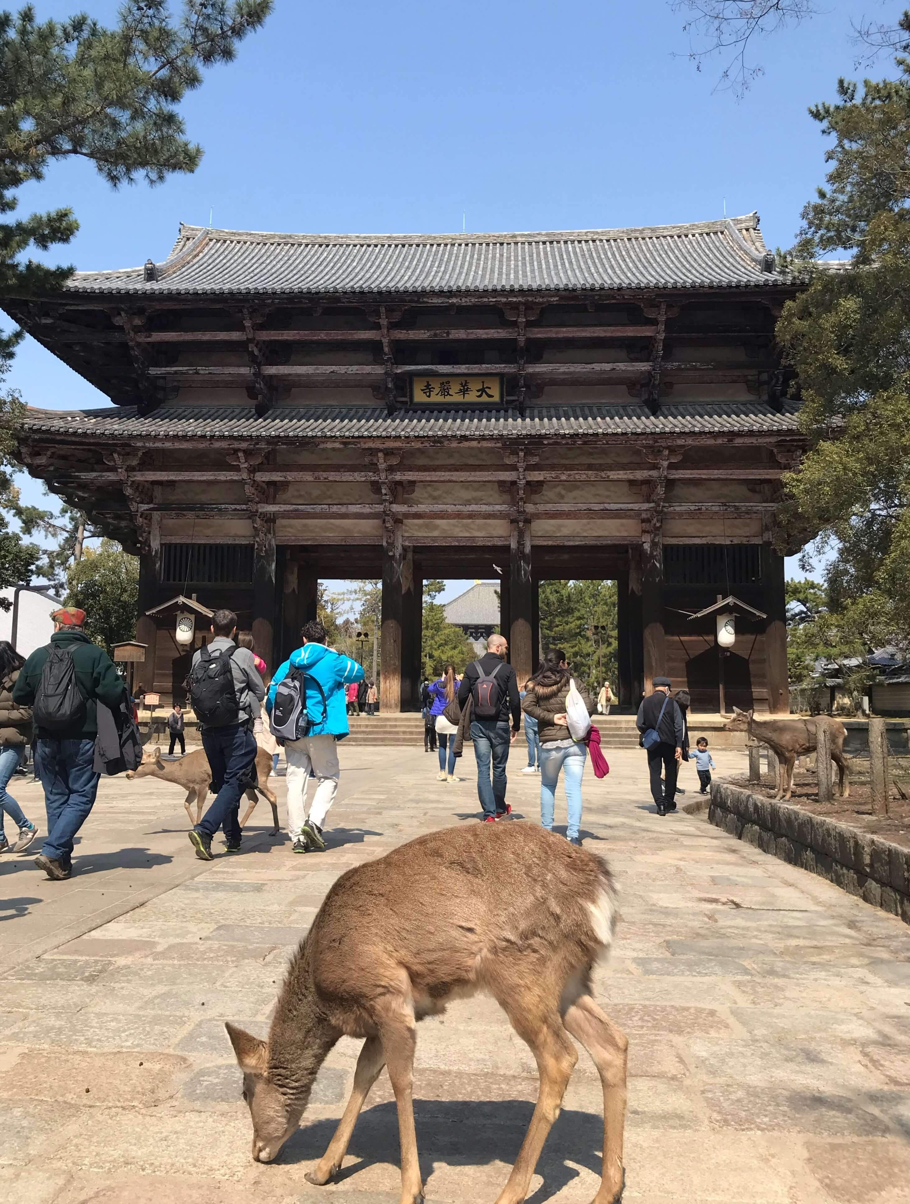 🦌 나라 공원 (奈良公園) 이미지 6